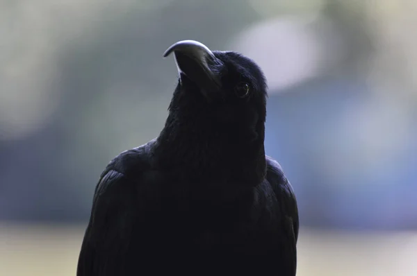 Portrait Corbeau Noir Sur Arbre Vert Flou Dans Parc — Photo