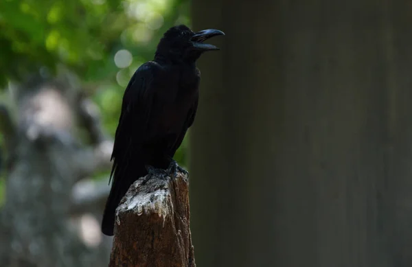 Schwarze Krähe Steht Auf Baumstamm Über Verschwommenem Grünen Baum Park — Stockfoto