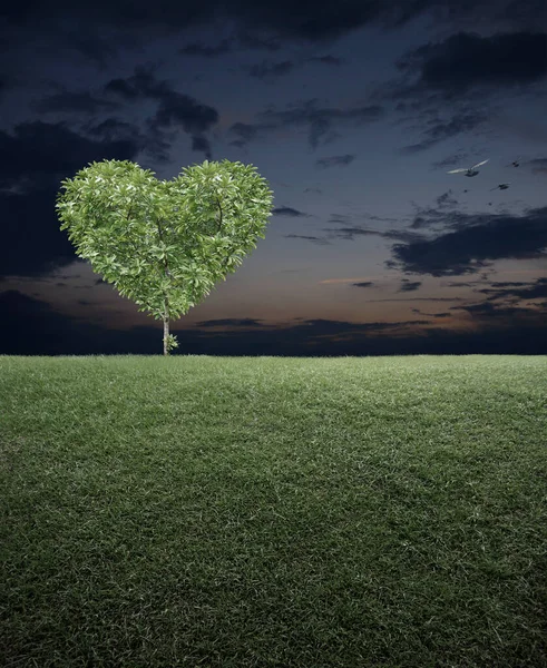 Tree Shape Heart Love Green Grass Field Sunset Sky Birds — Stock Photo, Image