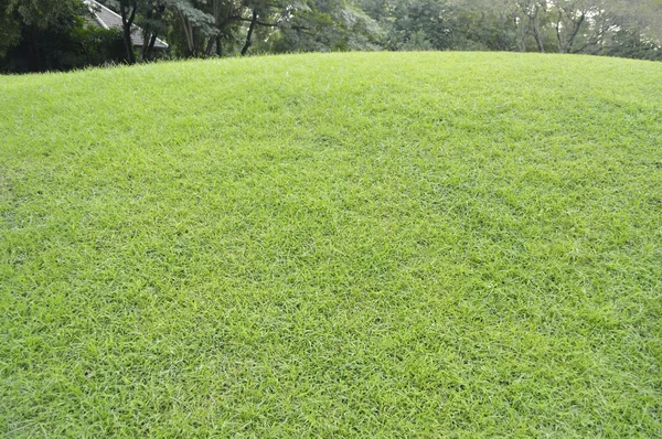 Green grass field — Stock Photo, Image