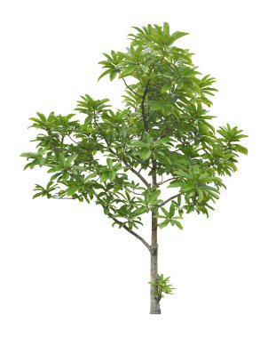 Beyaz arkaplanda izole edilmiş ağaç