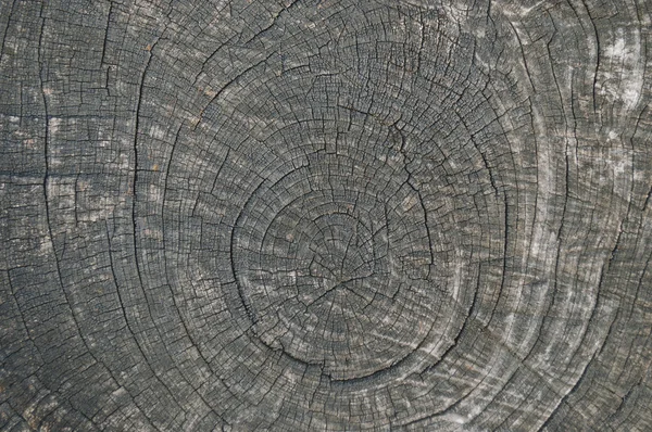 Textura de madeira seca de árvore de corte — Fotografia de Stock