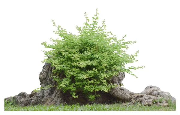 Bush on tree trunk isolated with clipping path — Stock Photo, Image