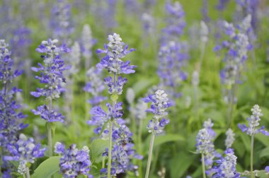 Vahşi çayır çiçek yakın çekim