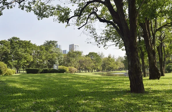 Campo de grama verde no parque da cidade grande — Fotografia de Stock