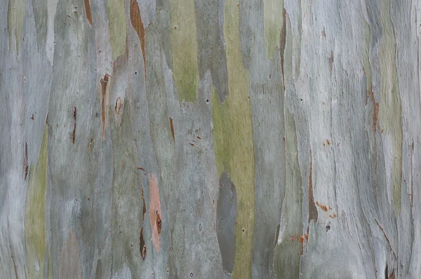 Textura de corteza de árbol para fondo —  Fotos de Stock