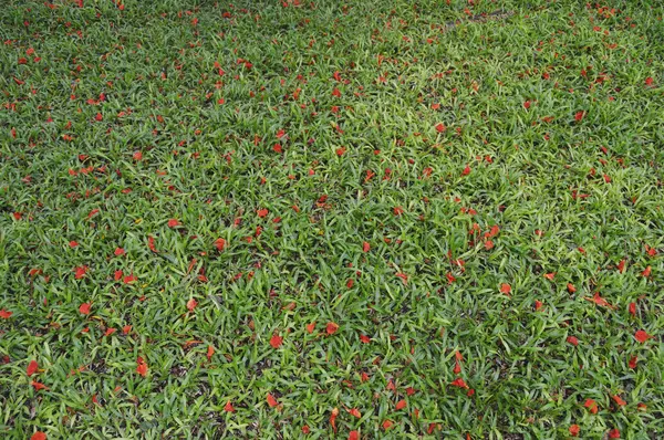 Flower fall from a tree on green grass — Stock Photo, Image