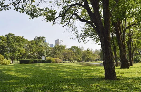 Campo de hierba verde en el parque de la ciudad grande —  Fotos de Stock
