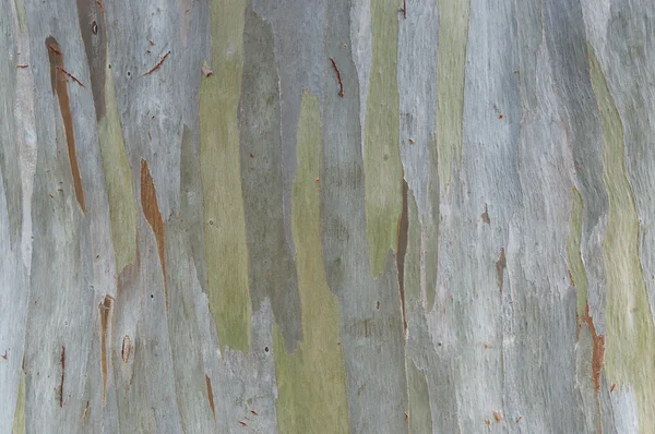 Textura de corteza de árbol verde — Foto de Stock