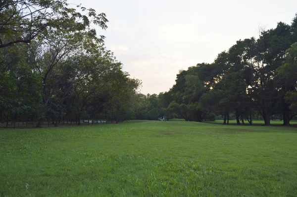 Green grass field in city park, evening — Stock Photo, Image