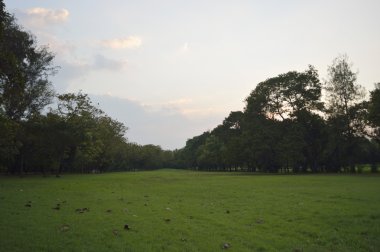 sonbahar yaprakları yeşil çim alanda Park