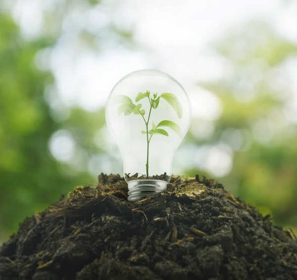 Lâmpada com pequena planta dentro em pilha de solo sobre en verde — Fotografia de Stock