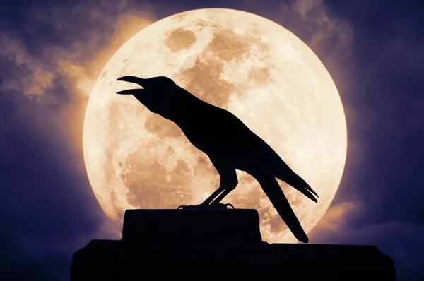 Cuervo sentado en la roca y cruje contra la luna llena — Foto de Stock