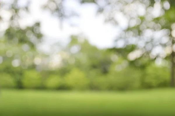 Bokeh verde del fondo del árbol — Foto de Stock