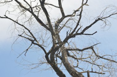 Mavi gökyüzünün altında ölü ağaçlar