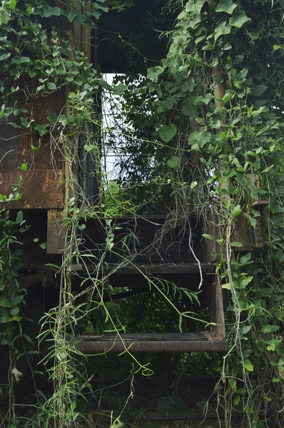 Planta de alpinista no velho trem escadas abandonadas — Fotografia de Stock