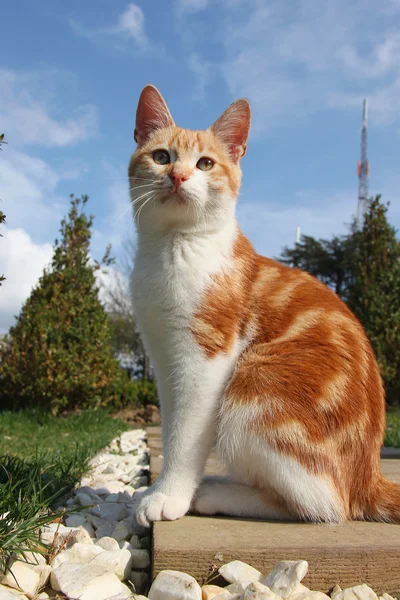 Young red cat posing — Stock Photo, Image