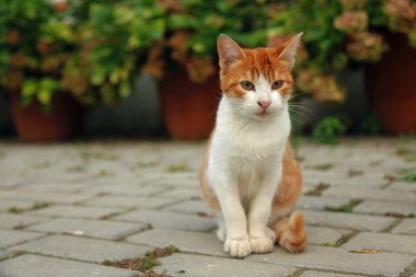 Kırmızı kedi portre kadar kapatın