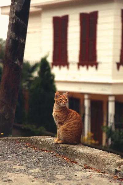 Rode Cyperse kat zit op beteugelen — Stockfoto