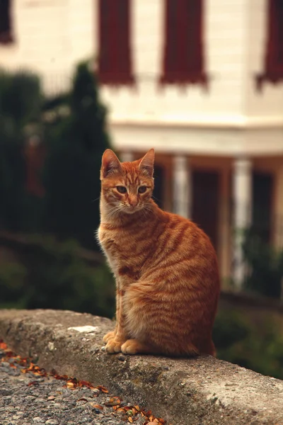 Rode Cyperse kat zit op beteugelen — Stockfoto