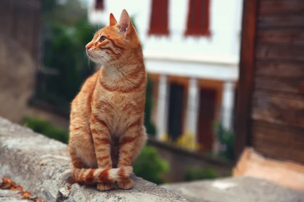 Gato rojo tabby se sienta en la acera — Foto de Stock