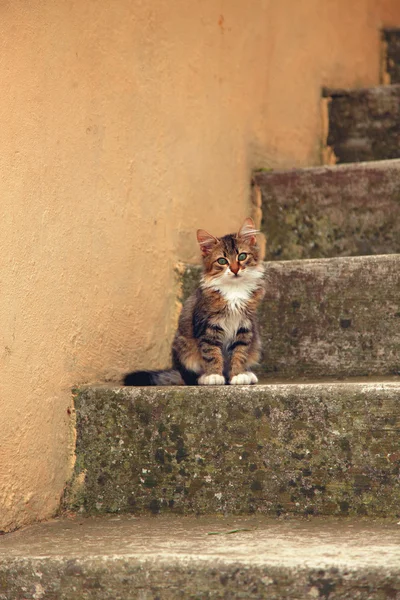 Kleine kitten op concrete trappen — Stockfoto