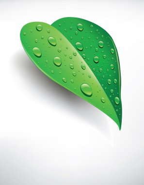 Beautiful green leaf with drops of water clipart