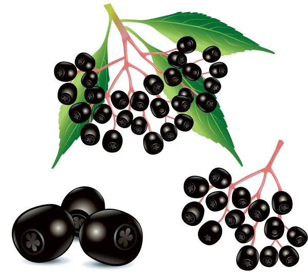 Sambucus nigra (Holunder, Holunder, schwarzer Holunder, Europäischer Holunder, schwarzer Holunder)) — Stockvektor