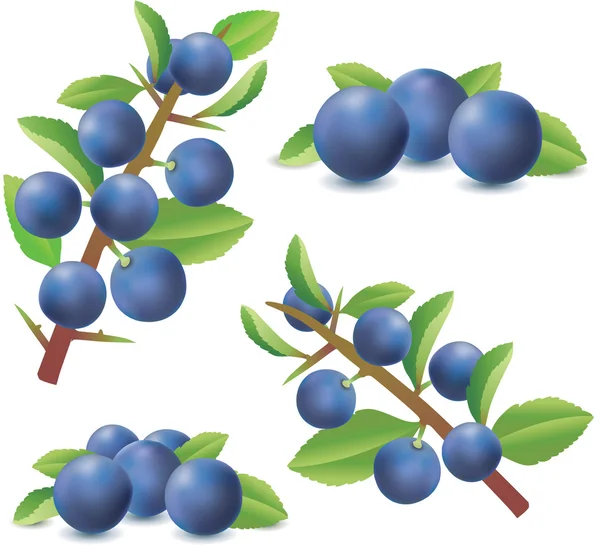 Gruppo di bacche di biancospino o Sloe isolate su fondo bianco . — Vettoriale Stock