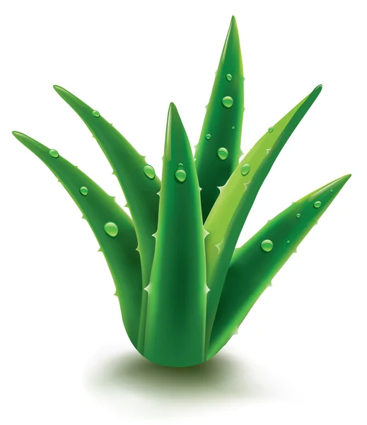 Aloe vera med färska droppar vatten — Stock vektor