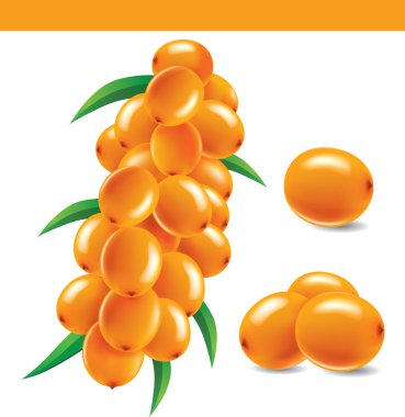 Sea buckthorn berries branch clipart