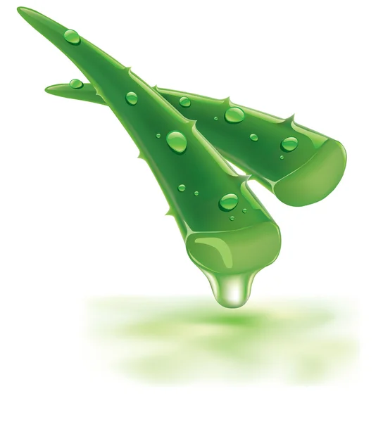 Fresh aloe vera with drops of juice — Stock Vector