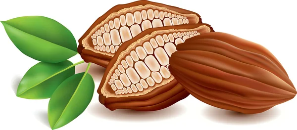 stock vector sweet cacao beans with green lleaf