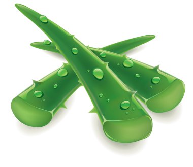 group of aloe vera with fresh drops of water clipart