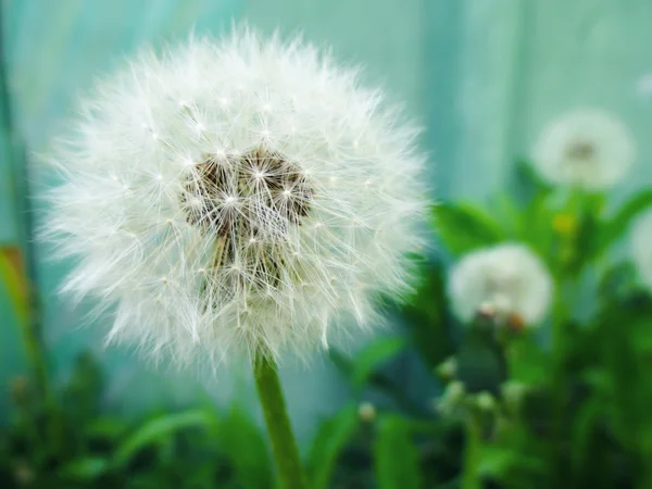 Fluffy white dandelions — Stock Photo, Image