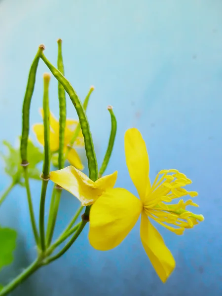 Желтый цветок хелидония на синем фоне — стоковое фото