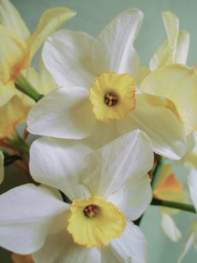 Yakın çekim Nergis, narcissuses çiçek 