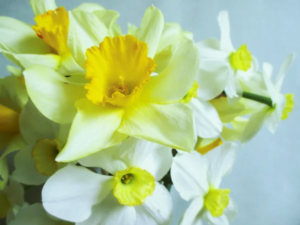 Нарциссы - белые и желтые весенние цветы — стоковое фото