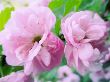 Pembe bahar çiçekleri