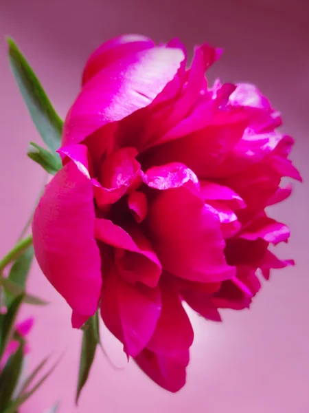 Flor de turfa rosa em um fundo rosa — Fotografia de Stock