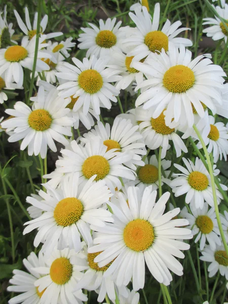 Grandes marguerites blanches — Photo