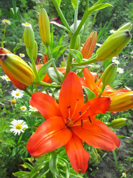 Garden lily with buds — Stock Photo, Image