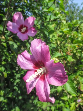 Pembe ebegümeci - yaz çiçek