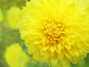 Yağmur damlaları büyük çiçek sarı krizantem