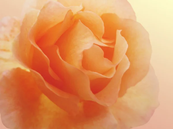 Süße orange Rose — Stockfoto