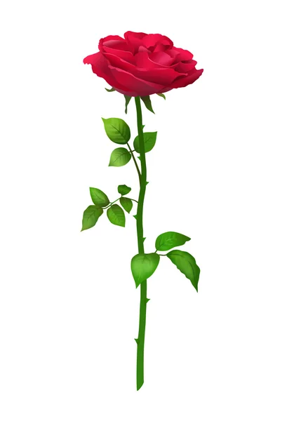 Цветок розы, векторная иллюстрация — стоковый вектор