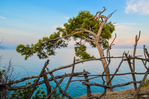 The old tree bending over the sea coast — Stock Photo, Image