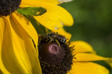 Siyah gözlü Susan ile bal arısı
