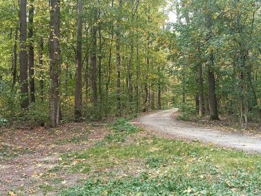 Sonbahar yapraklı uzun ağaçlarla çevrili manzaralı orman yolu. Doğal ışık ve yumuşak renkler sakin ve huzurlu bir atmosfer yaratır. Doğa, seyahat, rahatlama ve çevre tasarım temaları için mükemmel.