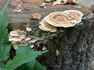 Ormandaki eski bir ağaç kütüğünde yetişen polipore mantarların doğal yakın çekimi. Sonbahar yaprakları, yeşil bitkiler ve detaylı ahşap dokusu organik ve kırsal bir zemin oluşturur. Eko kavramları, doğa tasarımı ve çevresel temalar için mükemmel.